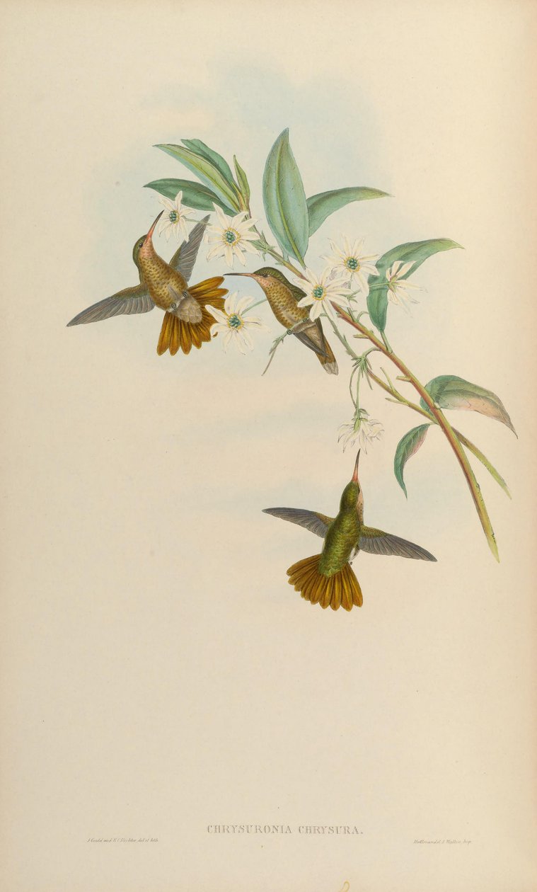 Chrysuronia chrysura = Hylocharis chrysura av John Gould