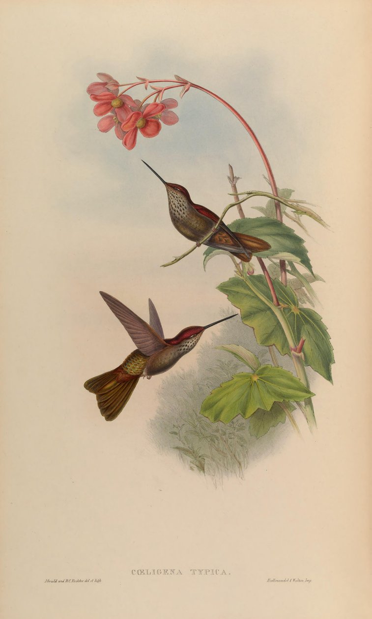 Coeligena typica = Coeligena coeligena av John Gould
