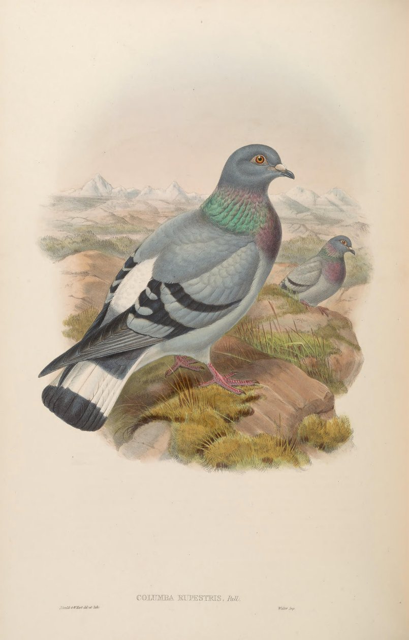 Columba rupestris av John Gould