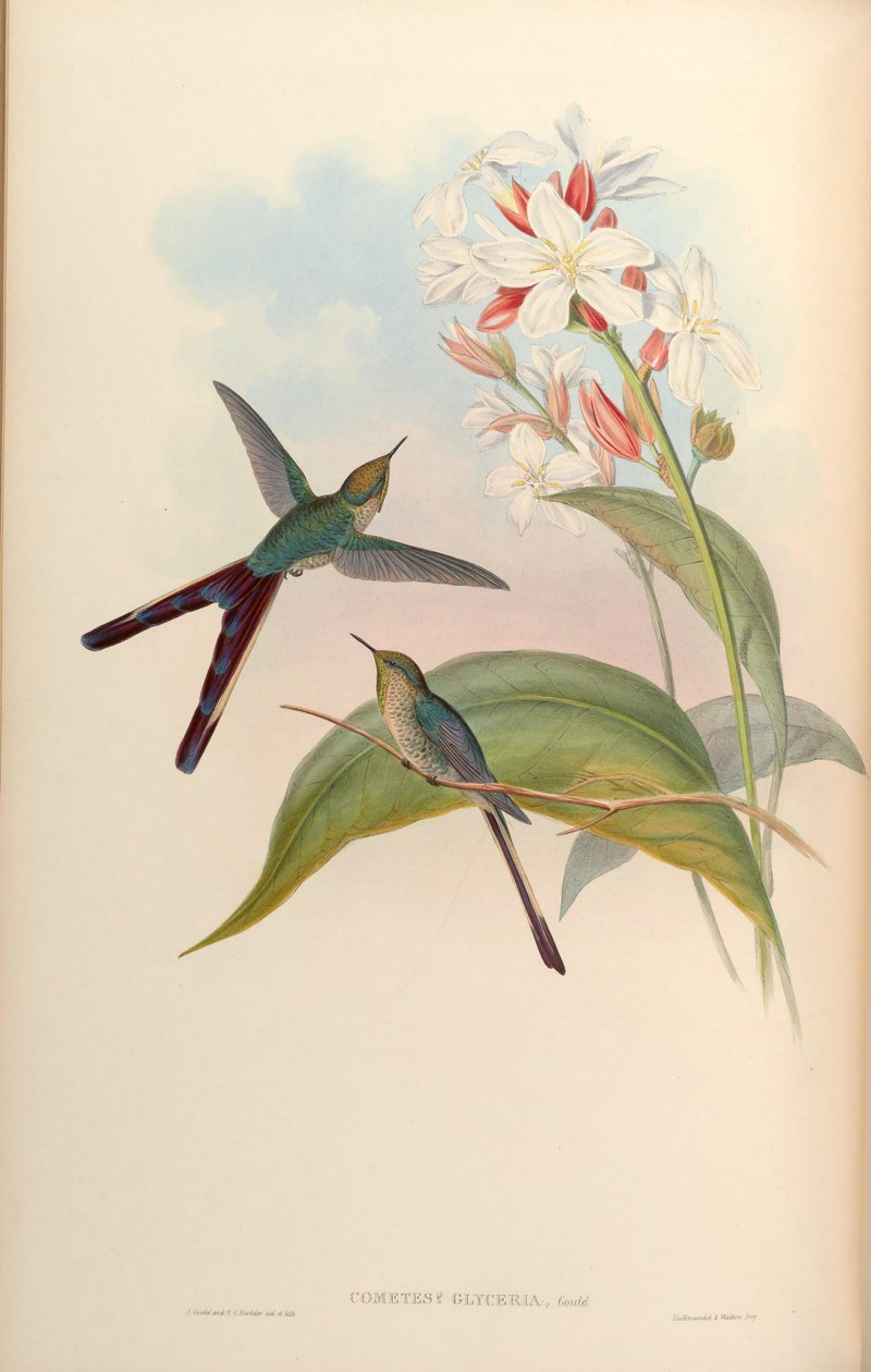 Glyceria komet = Lesbia of seger x Ramphomicron microrhynchus av John Gould