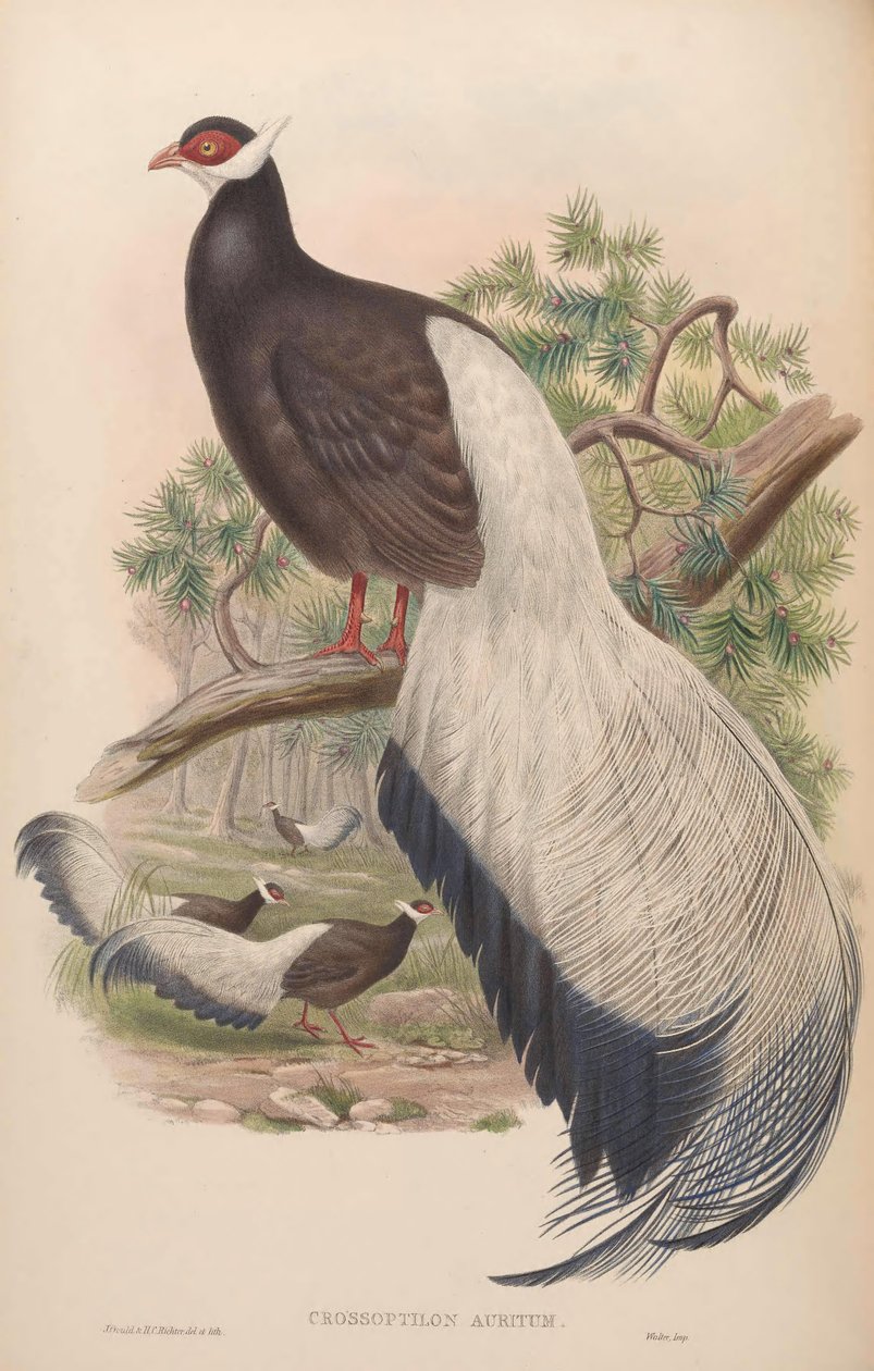 Crossoptilon auritum av John Gould