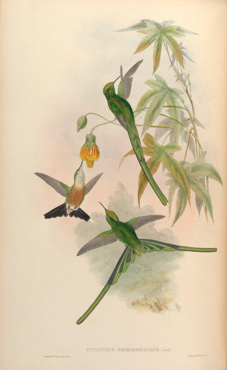 Cynanthus smaragdicaudus = Aglaiocercus kingi smaragdinus av John Gould