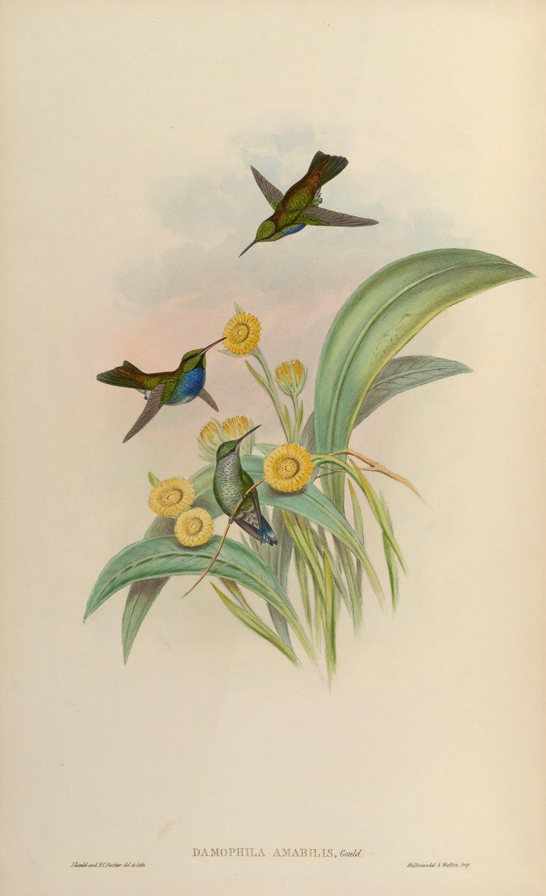 Damophila amabilis = Amazilia amabilis av John Gould