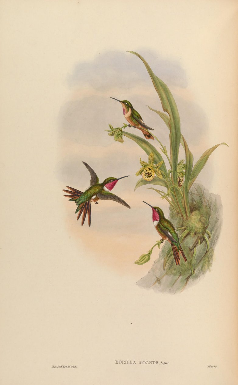 Doricha bryantae = Calliphlox bryantae av John Gould