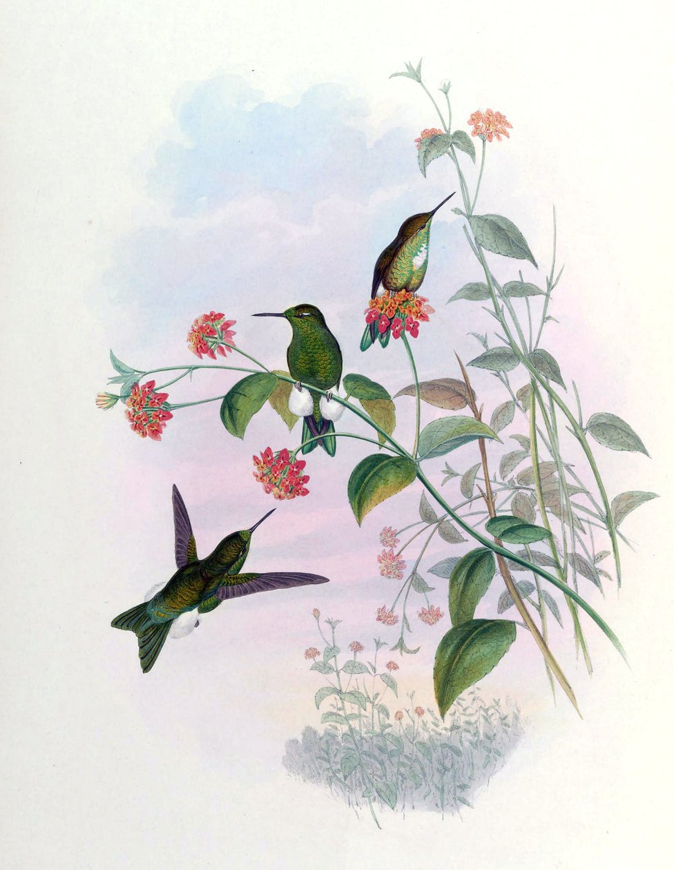 Eriocnemis aline = Syn av John Gould