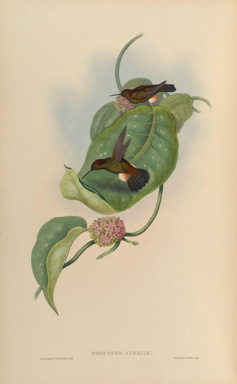 Eriocnemis pupae = Haplophaedia puppor av John Gould