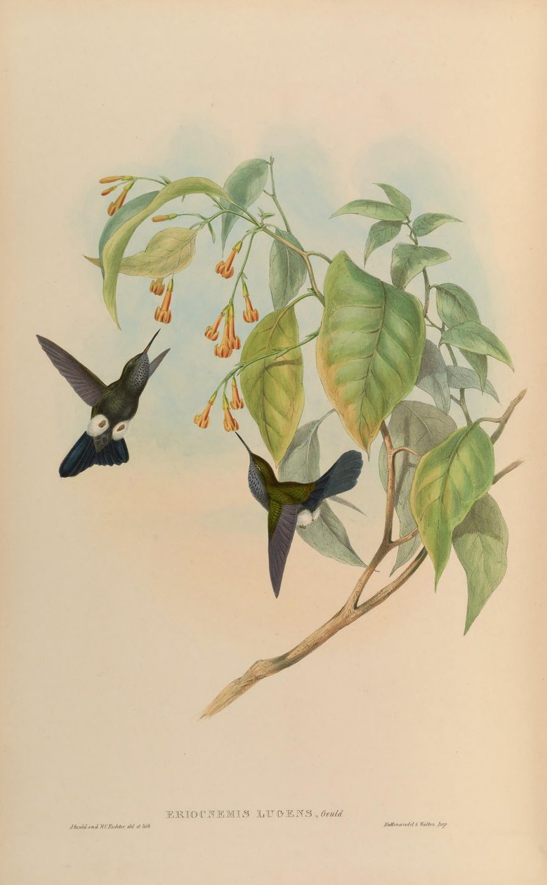 Eriocnemis sorg = Haplophaedia av John Gould