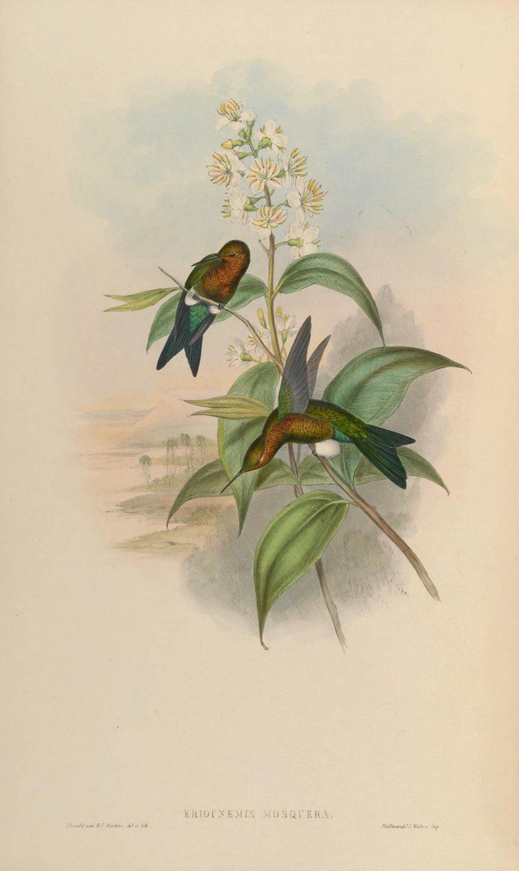 Eriocnemis mygga av John Gould