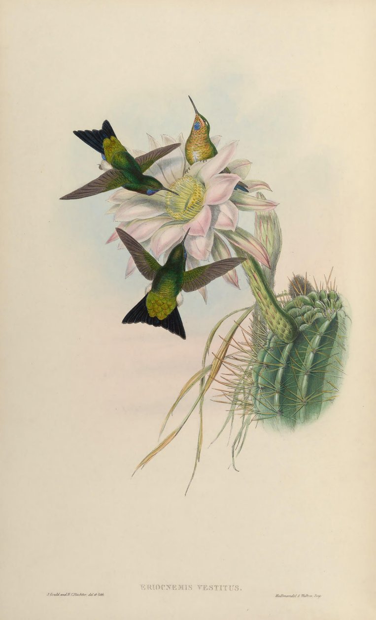 Eriocnemis vestitus = Eriocnemis vestita av John Gould