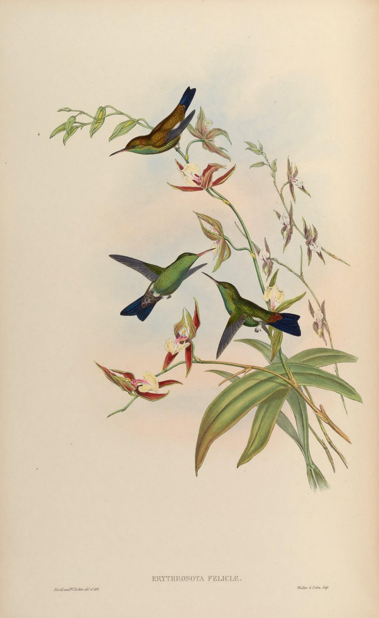 Erythronota feliciae = Amazilia tobaci feliciae av John Gould