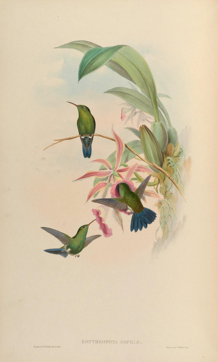 Erythronota sophiae = Amazilia saucerrottei saucerrottei av John Gould
