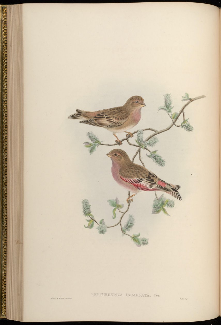 Erythrospiza incarnata = Bucanetes mongolicus[2] av John Gould