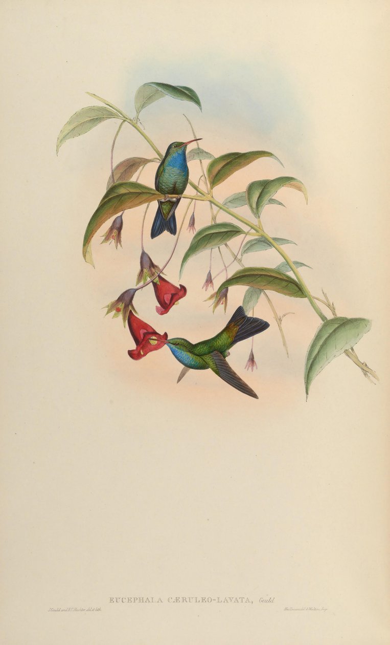 Eucephala caeruleolavata =? - endast känt från typprovet från sydöstra Brasilien; behandlas som en giltig art av Cory (1918) och Pinto (1937); Peters (1945) behandlas som en hybrid av obestämt släktskap av John Gould