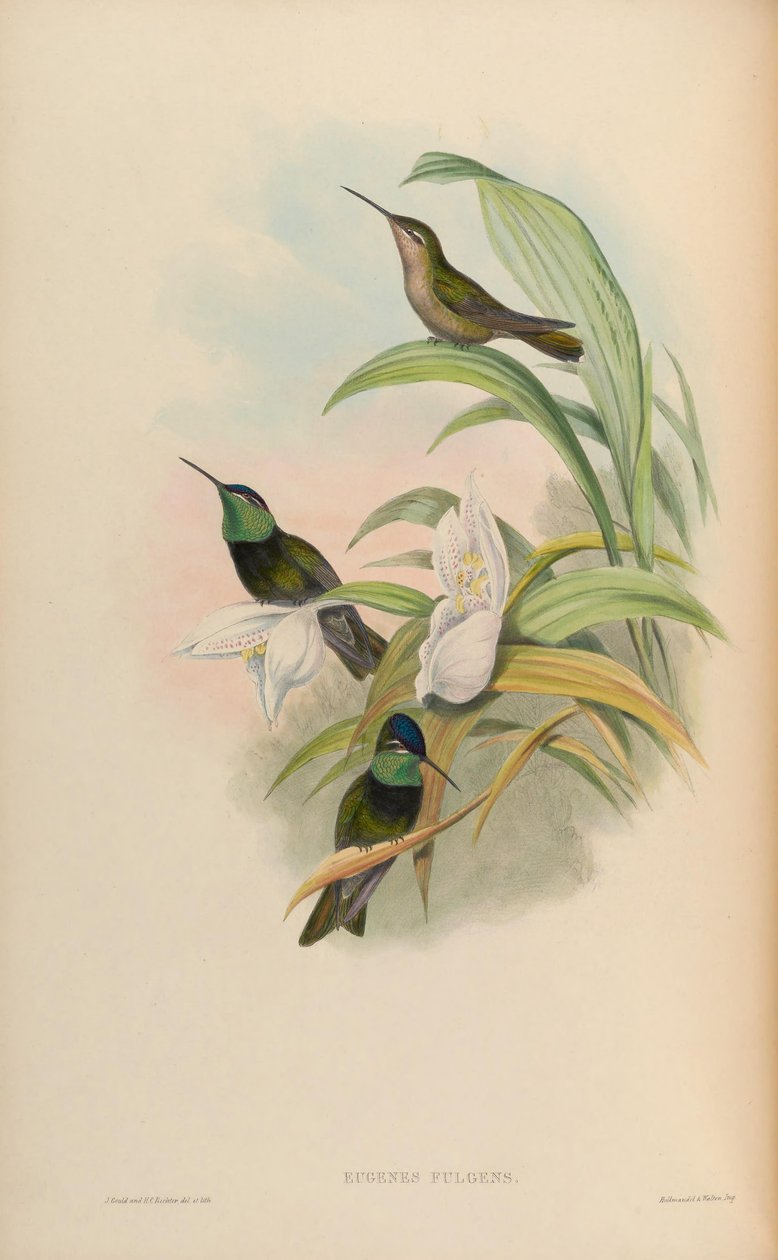 Eugenes fulgens av John Gould