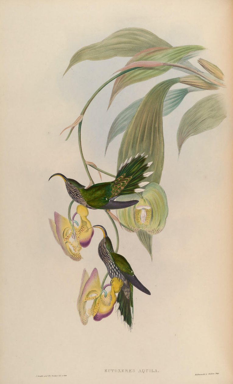 Eutoxeres örn av John Gould
