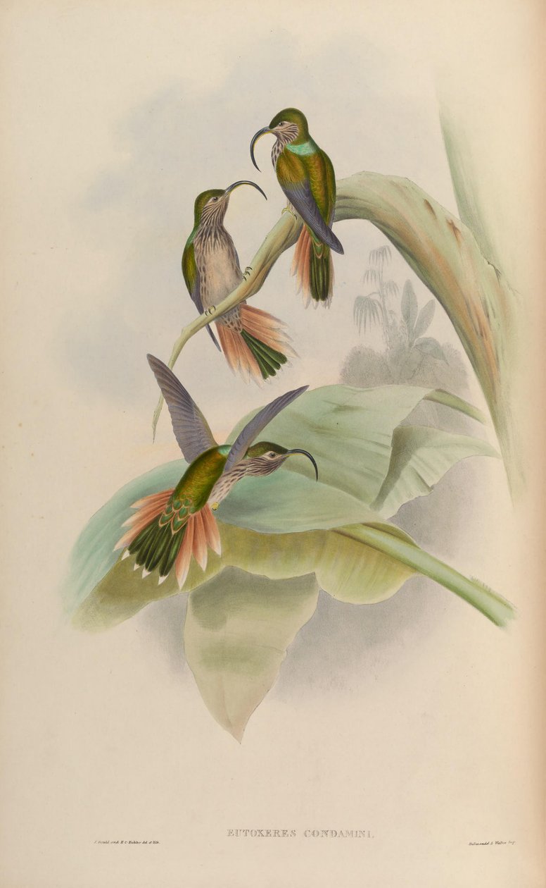 Eutogenes fördömde av John Gould