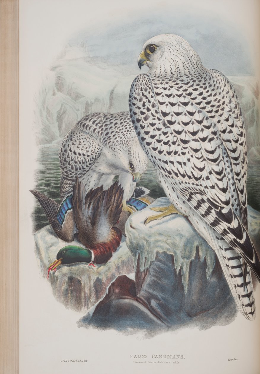 Falco Candicans, tallrik från The Birds of Great Britain av John Gould, publicerad 1862-73 (handfärgad lito) av John Gould