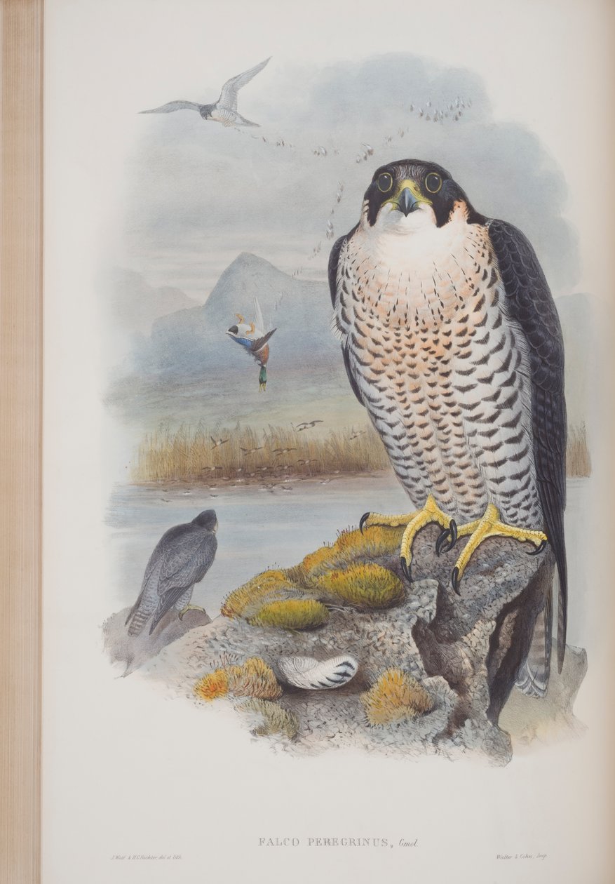 Falco Peregrinus, tallrik från The Birds of Great Britain av John Gould, publicerad 1862-73 (handfärgad lito) av John Gould