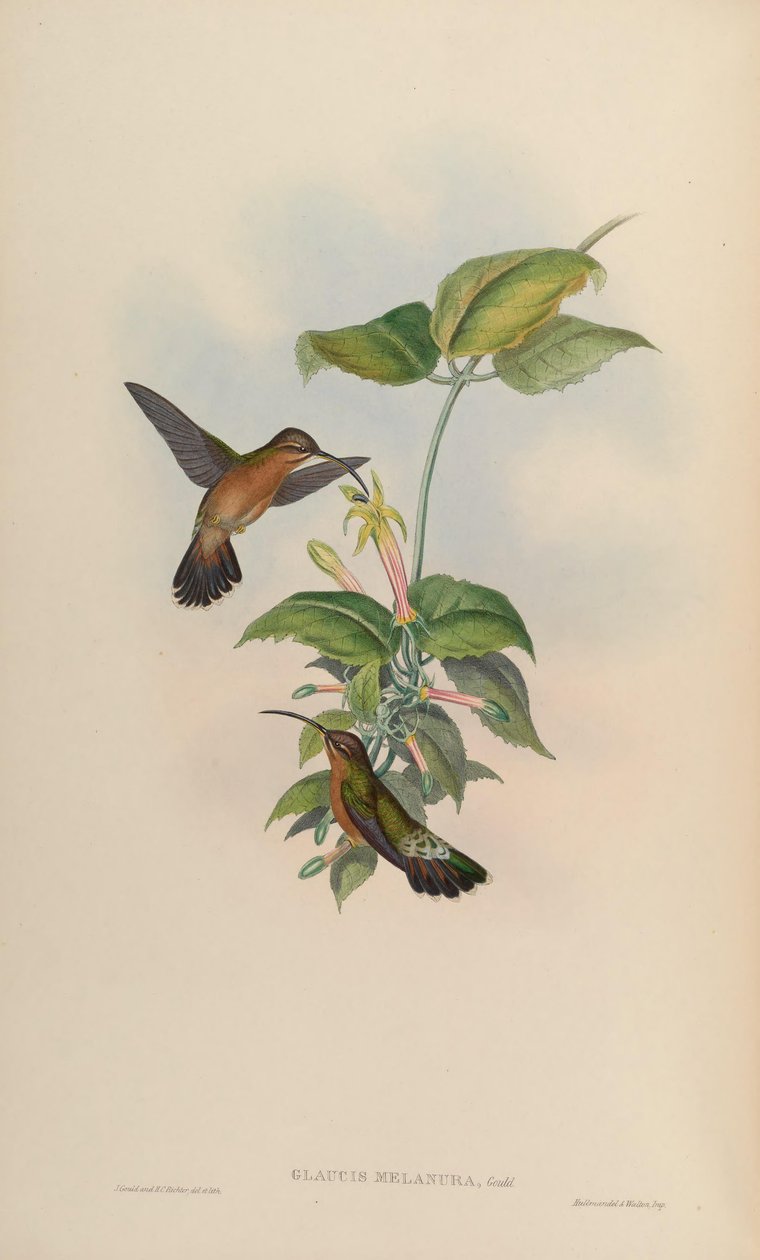 Glaucis melanura = Glaucis hirsutus hirsutus av John Gould