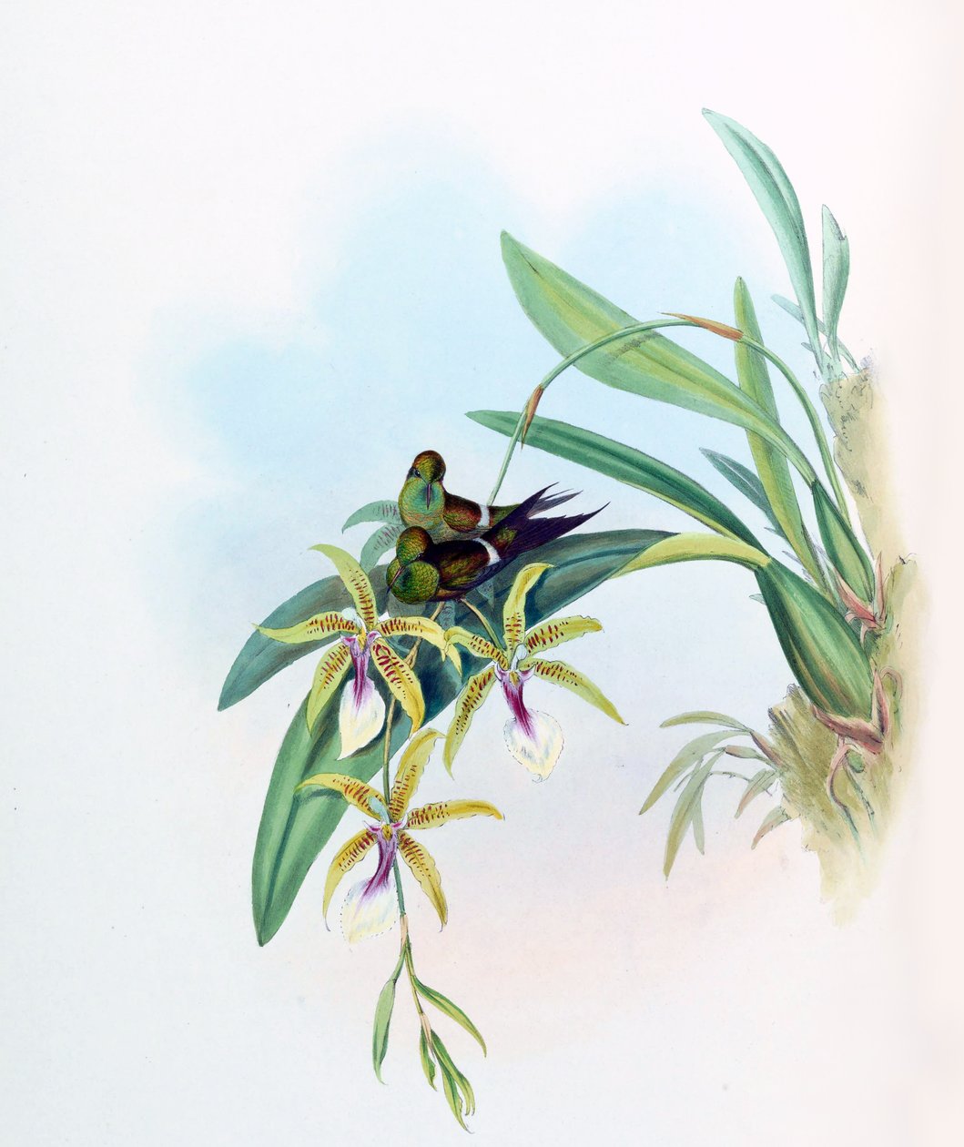 Gouldia laetitiae = Discosura letitiae  with Oncidium hastilabium av John Gould