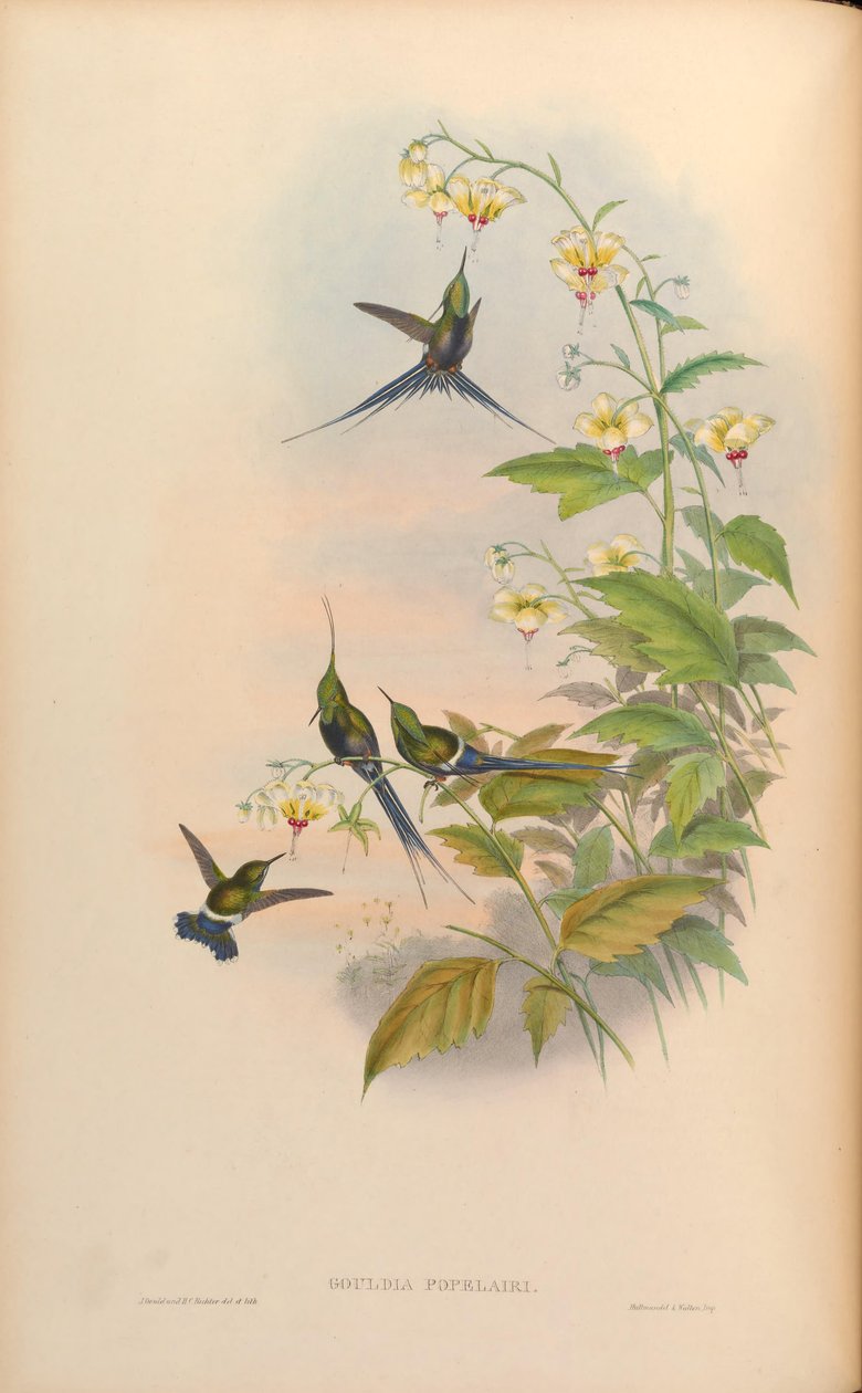 Gouldia popelairii = Discosura popelairii  [2] av John Gould
