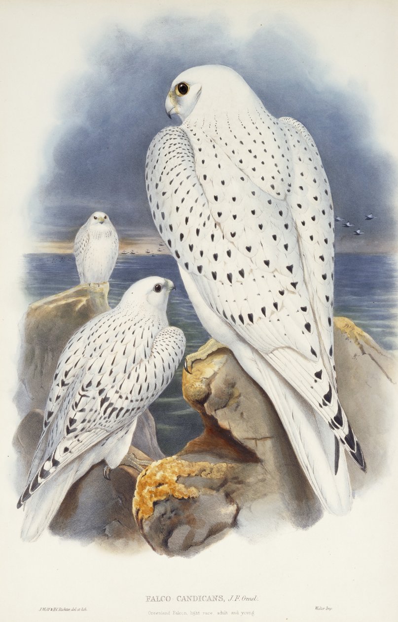 Grönlandsfalken, 1862-1873 av John Gould