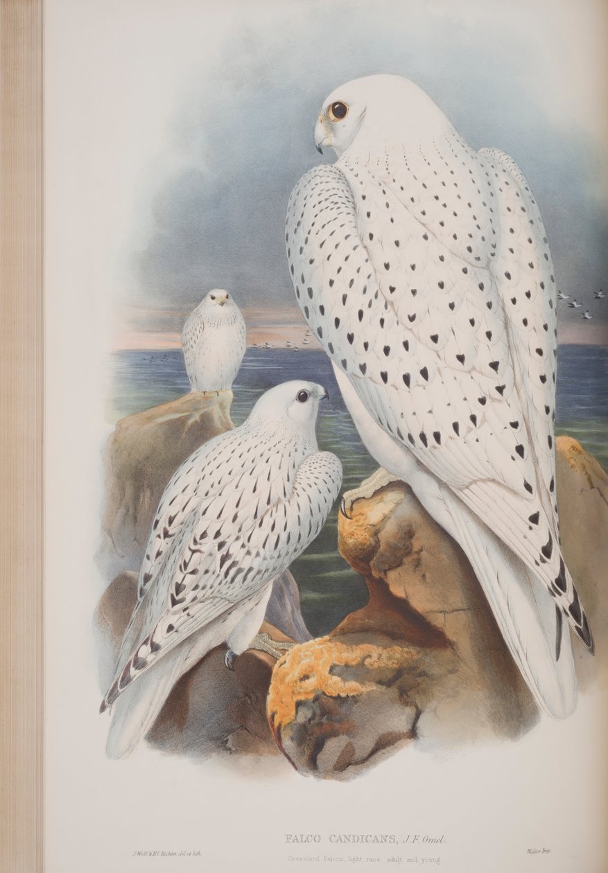 Grönlandsfalk, tallrik från The Birds of Great Britain av John Gould, publicerad 1862-73 (handfärgad litho) av John Gould