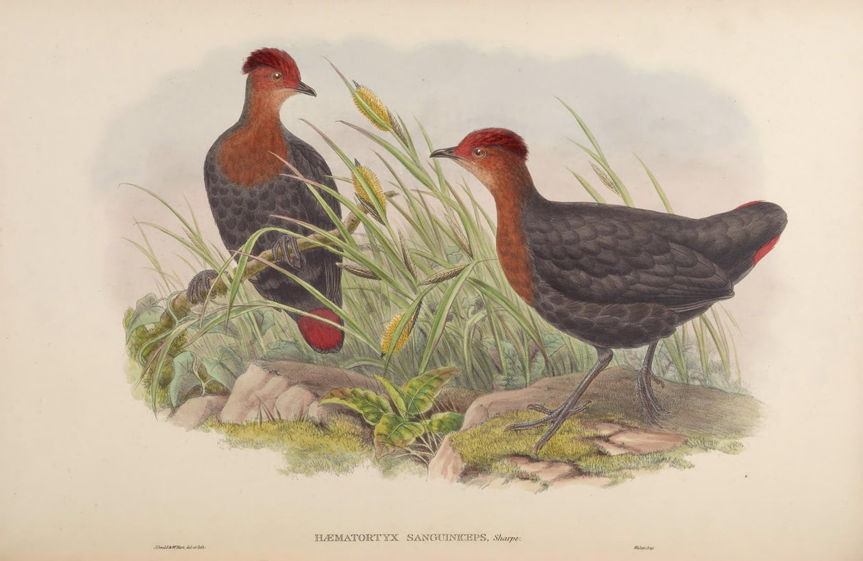 Hematortyx sanguiniceps av John Gould