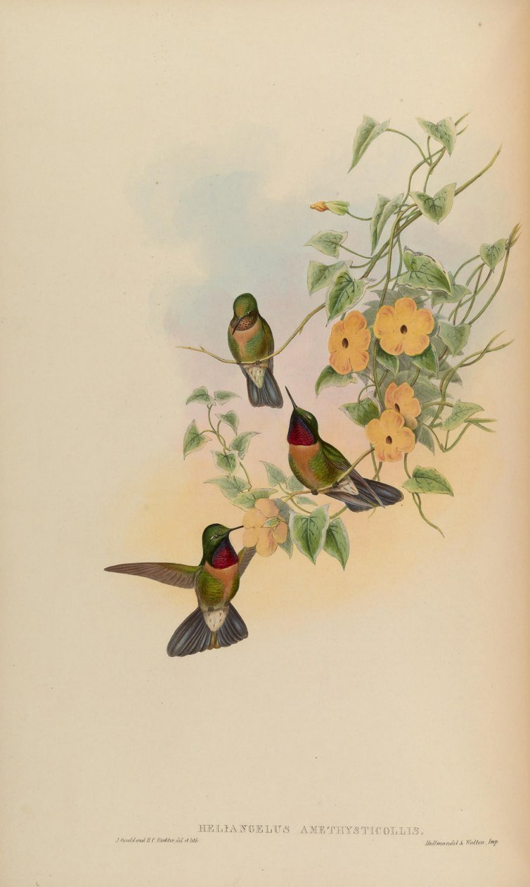 Heliangelus amethysticollis av John Gould