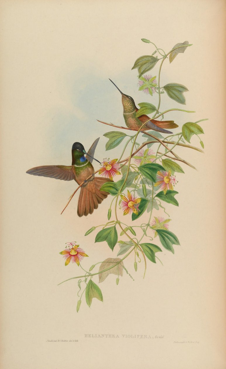 Helianthea violifera = Coeligena violifer av John Gould