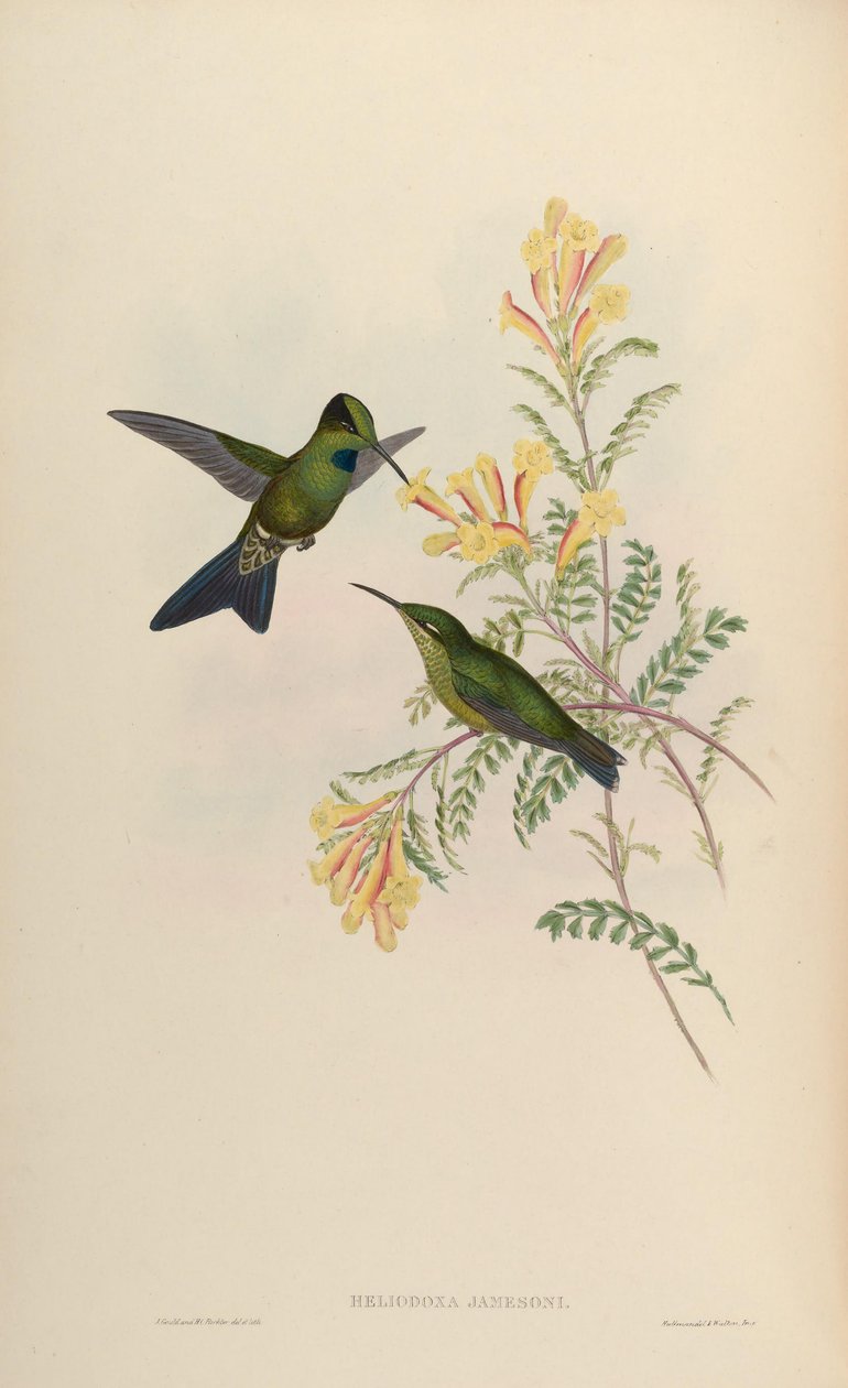 Heliodoxa jamesoni = Heliodox -skyttar av John Gould