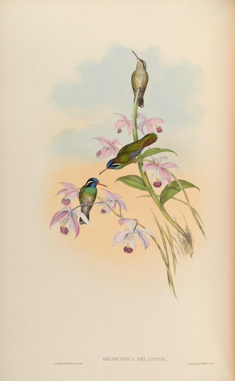 Heliopaedica melanotis = Basilinna leucotis av John Gould