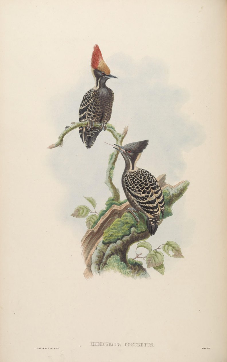 Hemicercus betong = Hemicircus betong av John Gould