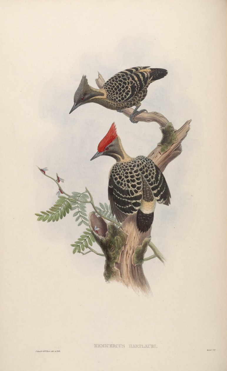 Hemicercus hartlaubi = Hemicircus smutsig betong [2] av John Gould
