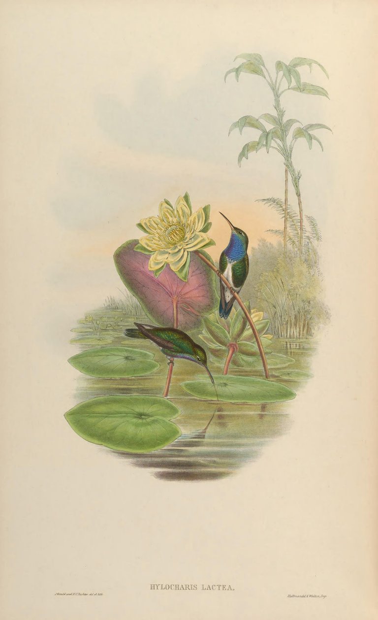 Hylocharis lactea = Amazilia lactea av John Gould
