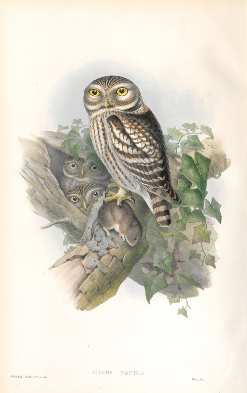 Illustration of Athene Noctua (Little Owl) av John Gould