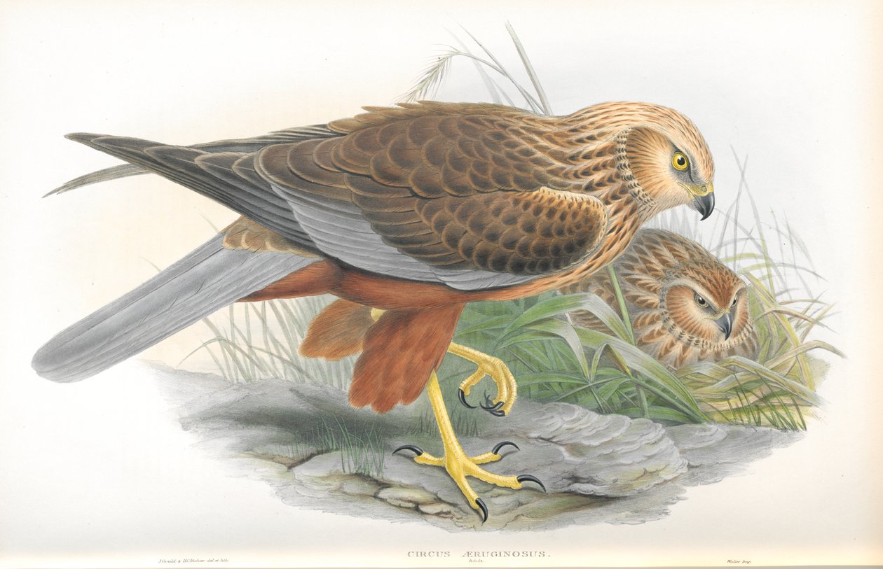 Illustration av Circus Aeruginosus (Marsh-Harrier) av John Gould