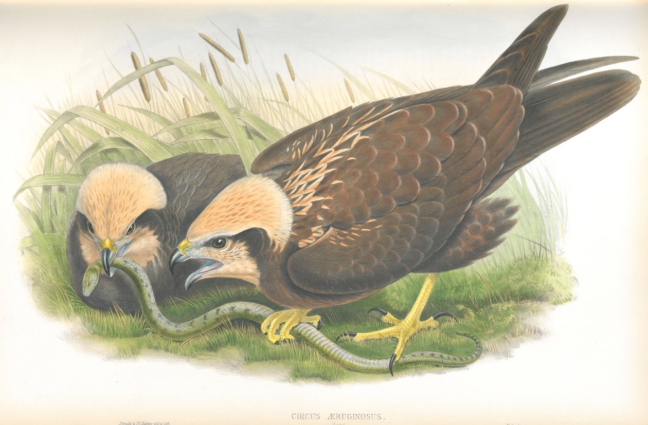 Illustration av Circus Aeruginosus (Marsh-Harrier), teckning av John Gould, från The Birds of Great Britain publicerad av John Gould
