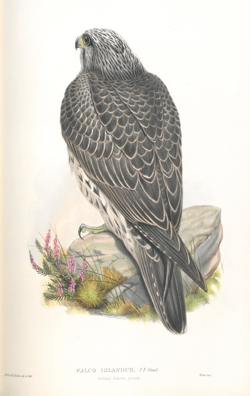 Illustration of Falco Islandus av John Gould