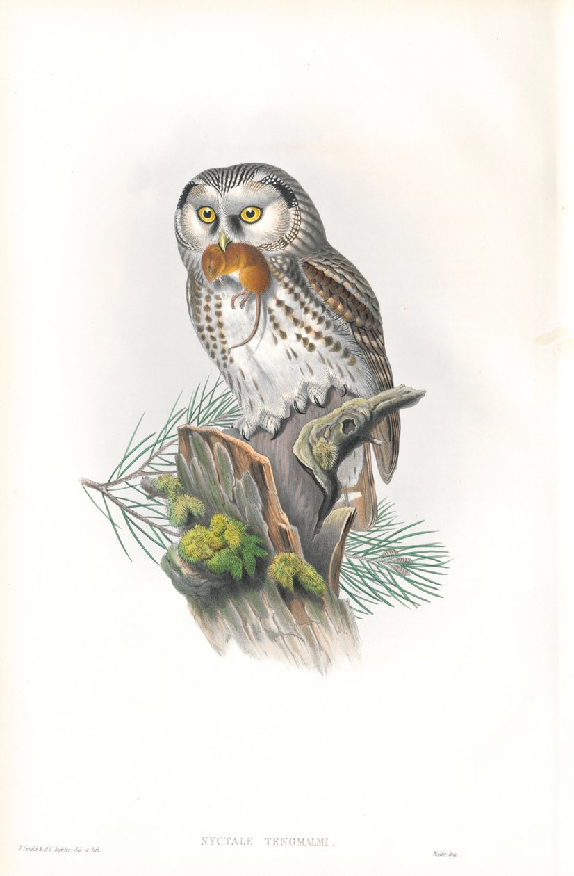 Illustration av Nyctale Tengmalm (Tengmalms uggla) av John Gould