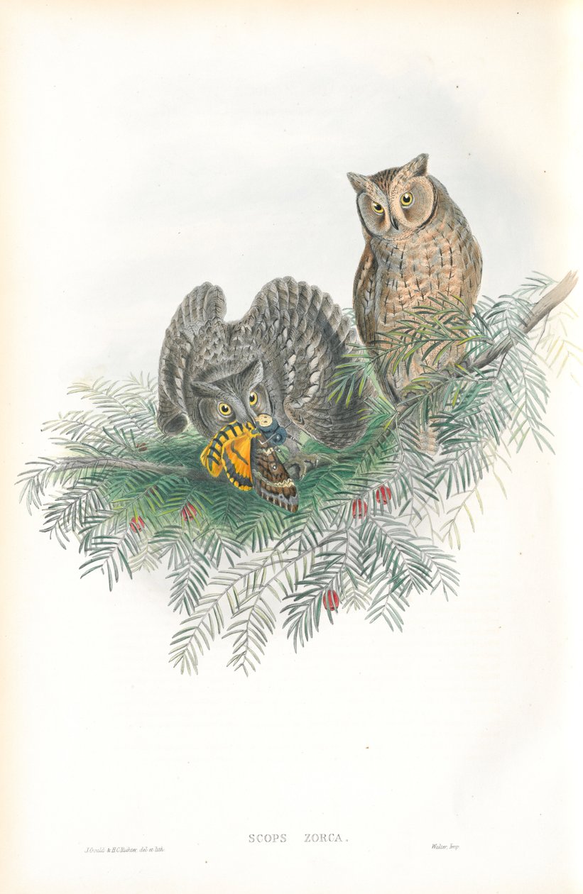 Illustration av Scops Zorca (Scops Eared Owl) av John Gould