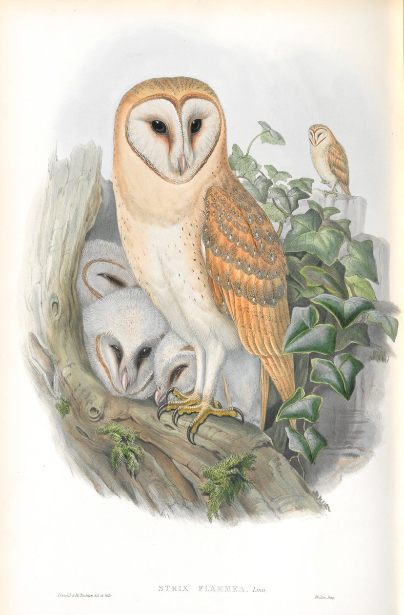 Illustration of Strix Flammea (Barn-Owl) av John Gould