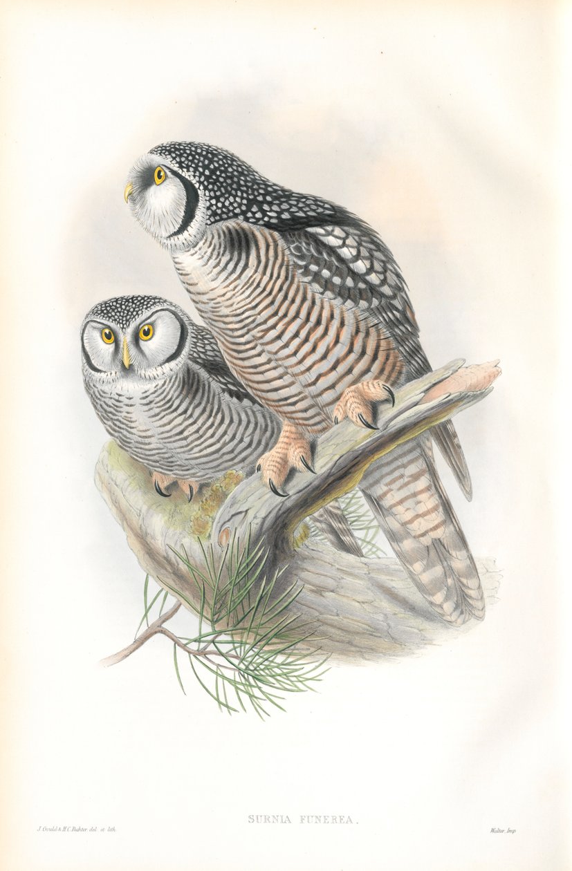 Illustration av Surnia Funerea (hökuggla) av John Gould