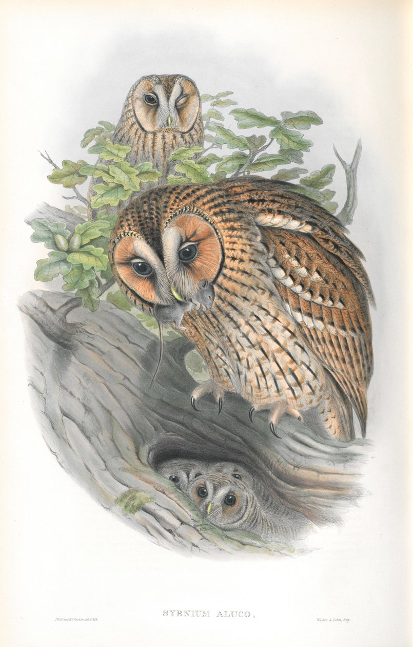 Illustration of Syrnium Aluco av John Gould