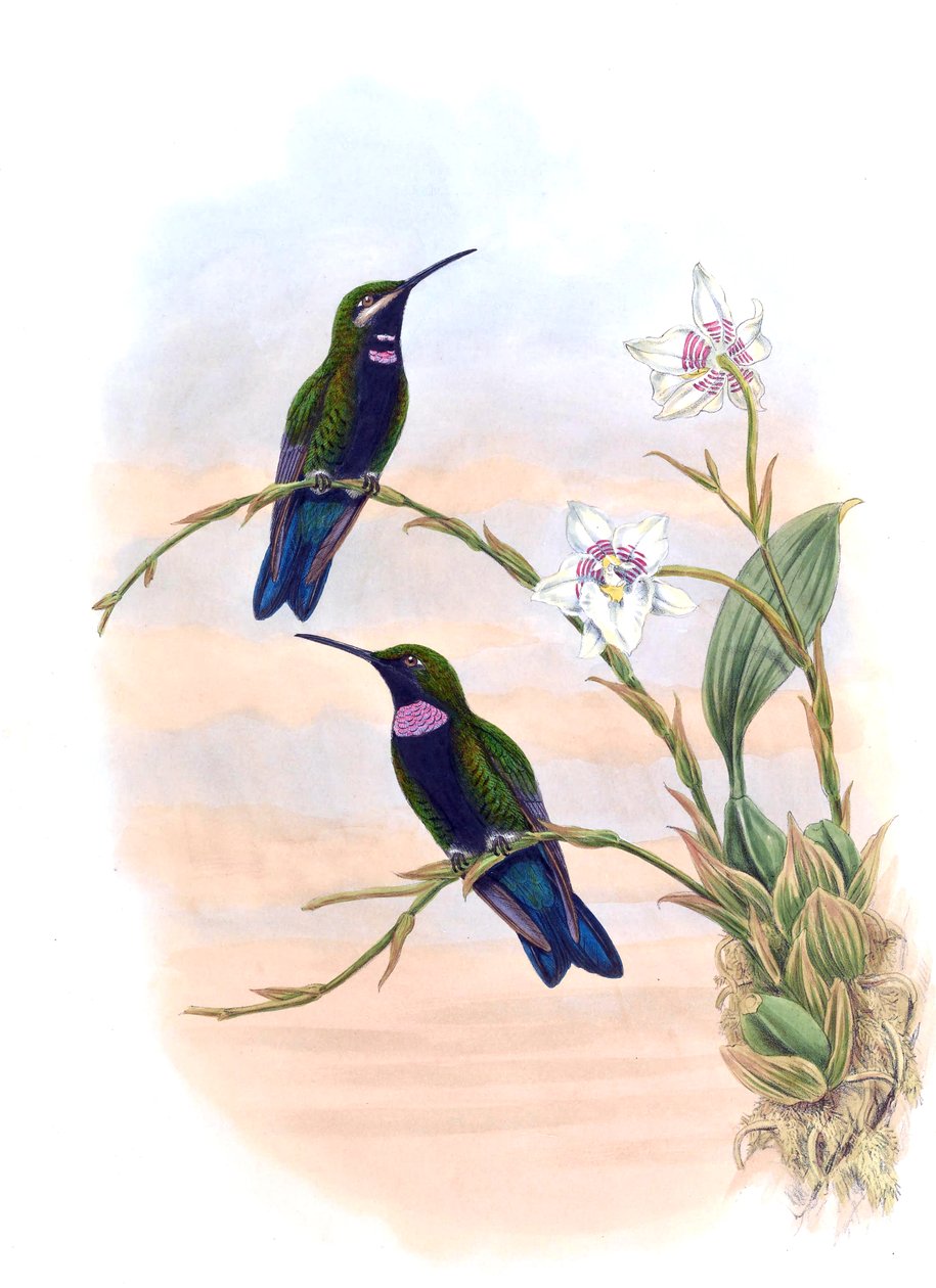 Ionolæma whitelyana = Heliodoxa schreibersii whitelyana av John Gould