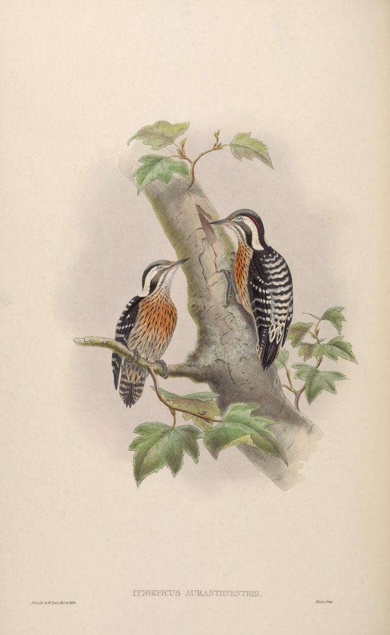 Iyngipicus aurantiiventris = Dendrocopos canicapillus aurantiiventris[2] av John Gould