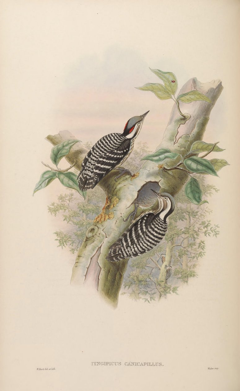 Iyngipicus canicapillus = Dendrocopos canicapillus[2] av John Gould