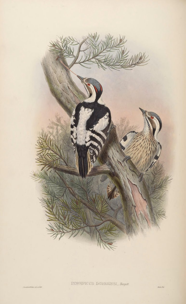 Iyngipicus scintilliceps = Dendrocopos canicapillus scintilliceps[2] av John Gould