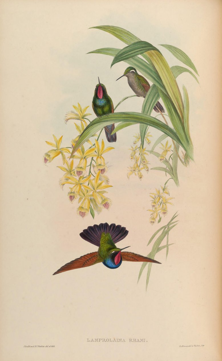 Strålande urringning av John Gould