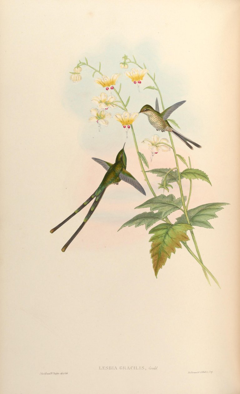 Lesbia gracilis = Lesbia nuna gracilis av John Gould